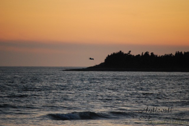 Ile de malheur, Ile de libert !! Dsc_4211