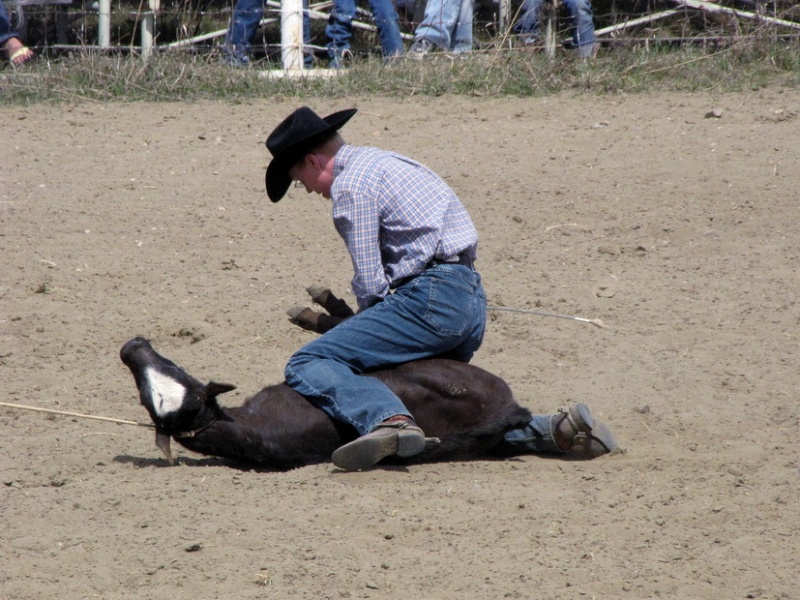 Rodéo en Alberta Img_0618