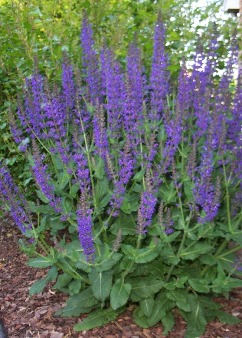 Achat de vivaces Salvia10