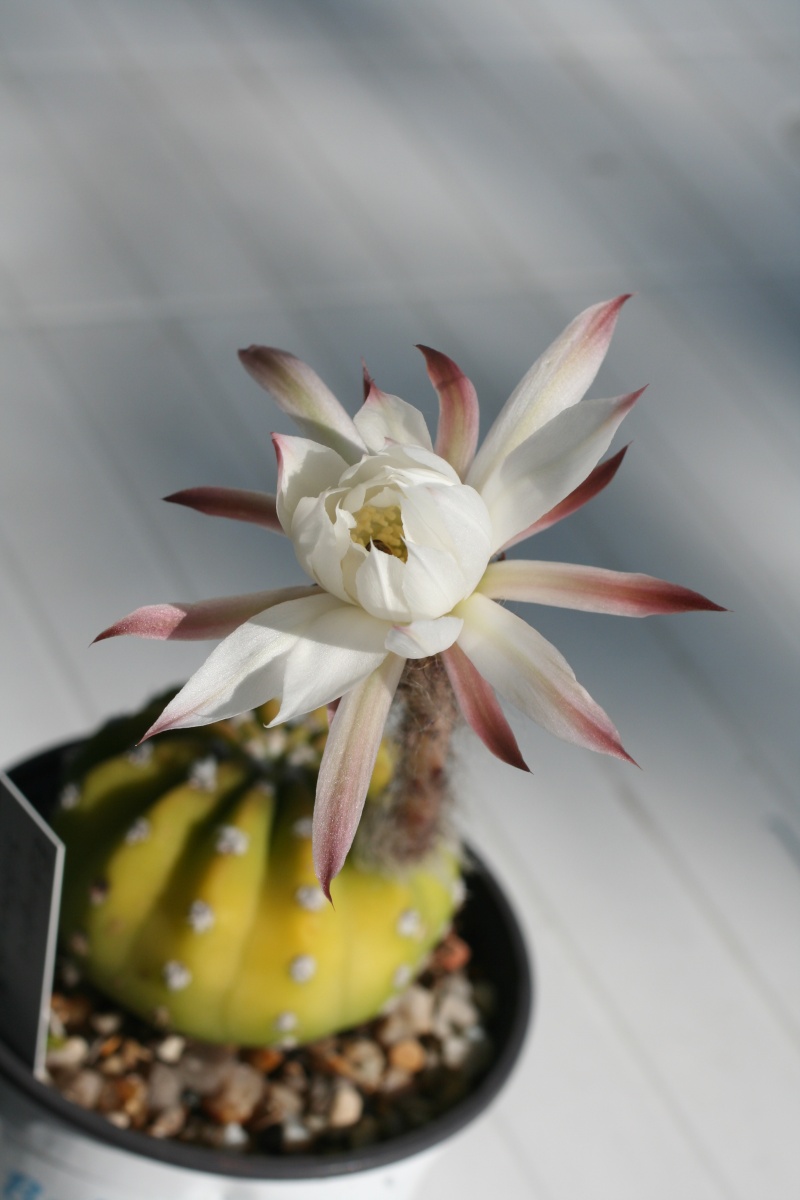 Cactus en fleur Img_1711