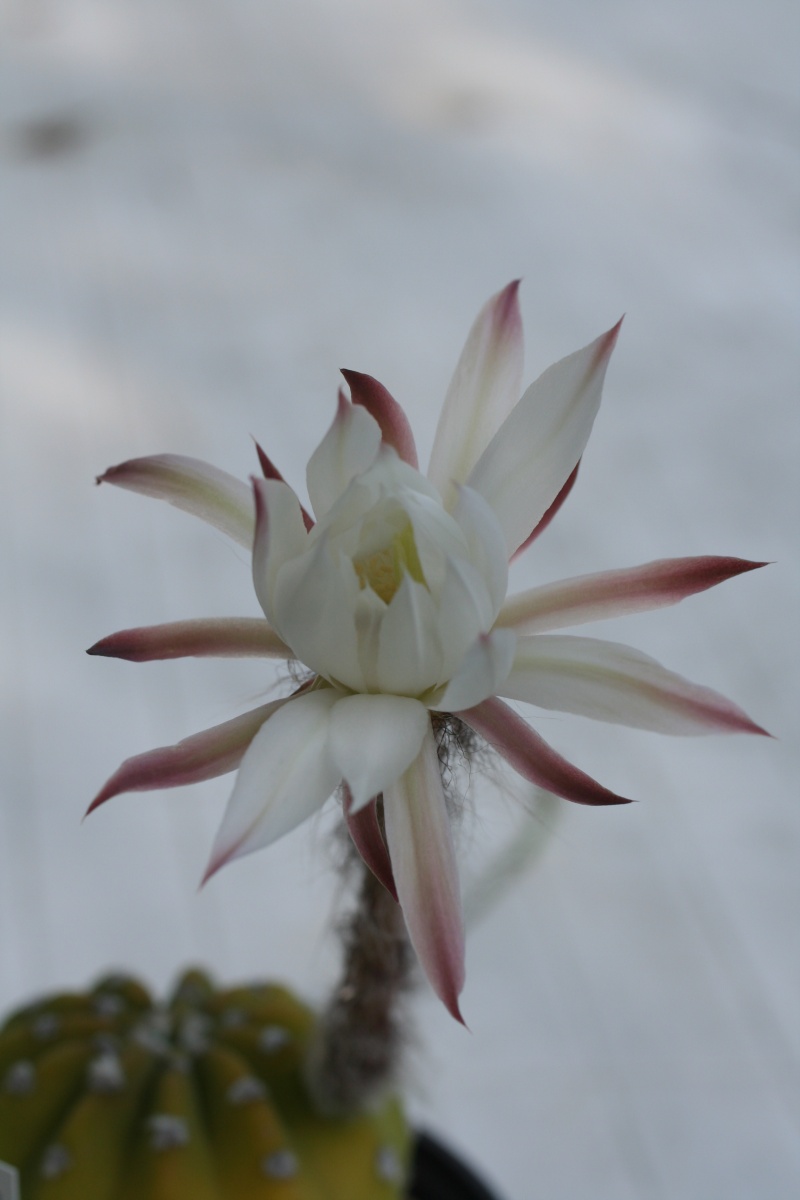 Cactus en fleur Img_1712