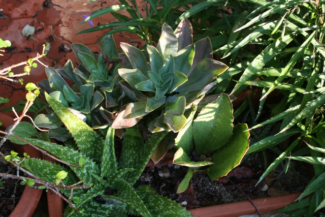 Quelques succulentes de ma terrasse Aeoniu18