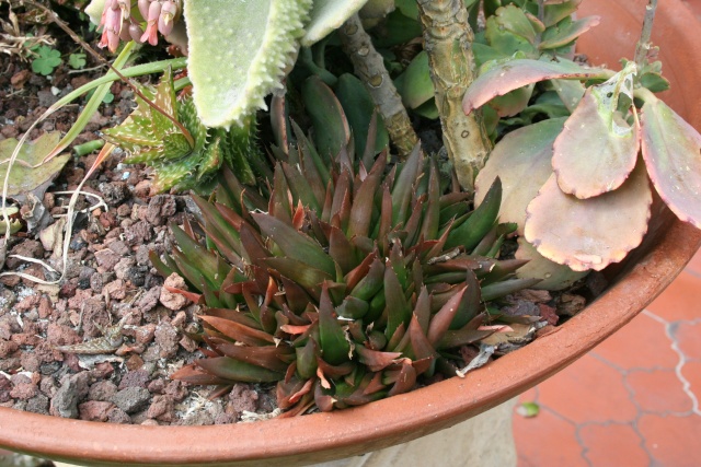 Aloe ' Bleck Gem ' au printemps Aloe_b11