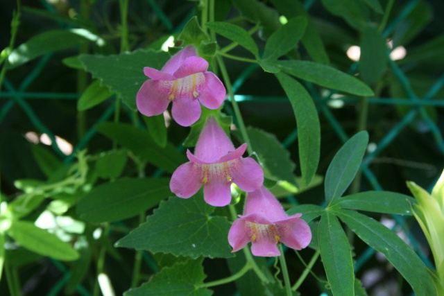 Mini grimpante sympa : Asarina erubescens Asarin10