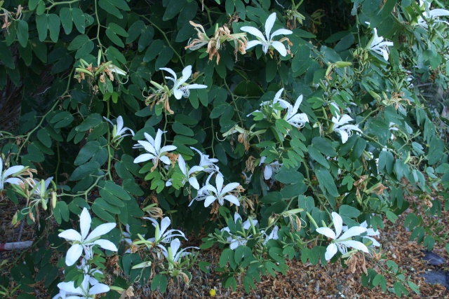 Bauhinia forficata Bauhin20