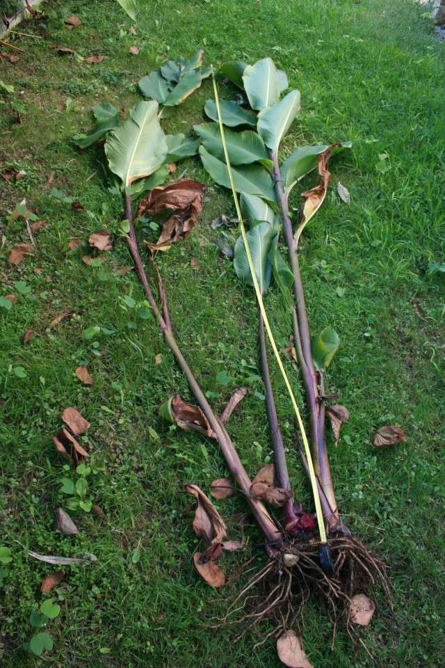 Un Canna vraiment pas mini ( Canna edulis ) Canna_10