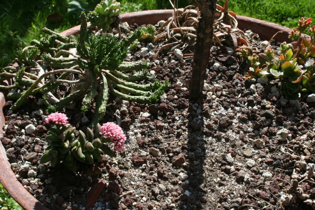 Crassula ' Brides Bouquet ' Crassu11