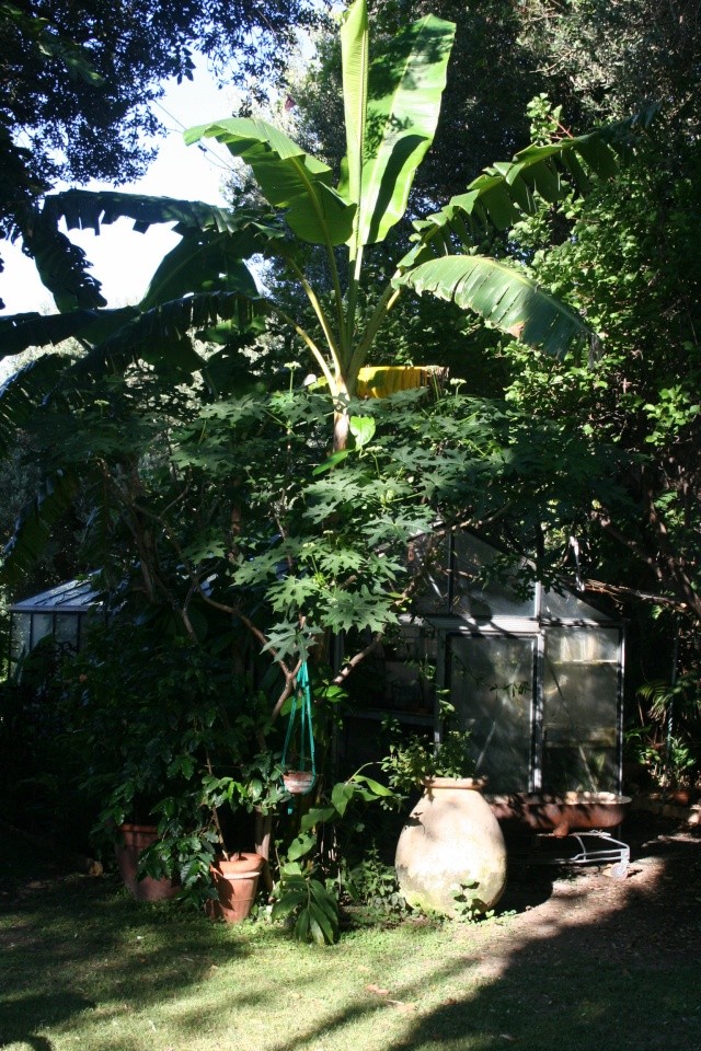 Bananes et autre fruits Devant10
