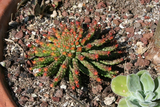 Euphorbia pugniformis Euphor11