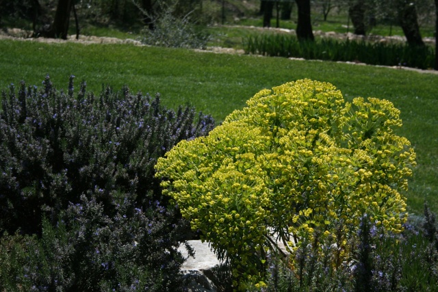 Mon Euphorbia characias Euphor13