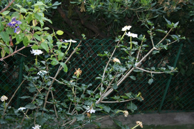 Gardenia thunbergia, extraordinaire Garden11