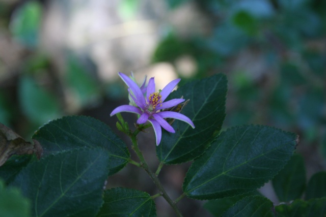 Grewia occidentalis, une jolie étoile Grewia10