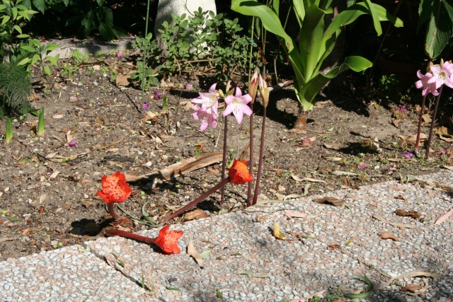 Haemanthus coccineus et Amaryllis belladonna,  l'automne est là Haeman12