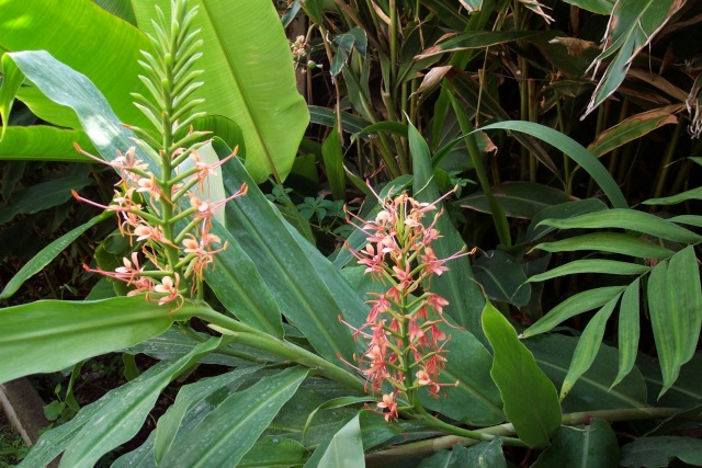 Gingembre du Jardin Bota. Hedych14
