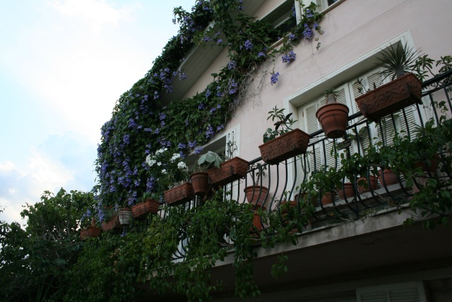 Mon balcon et ma terrasse aux succulentes en ce moment Img_3610