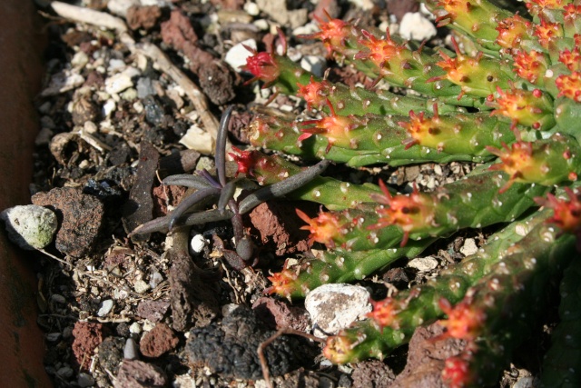 Euphorbia pugniformis Kalanc11
