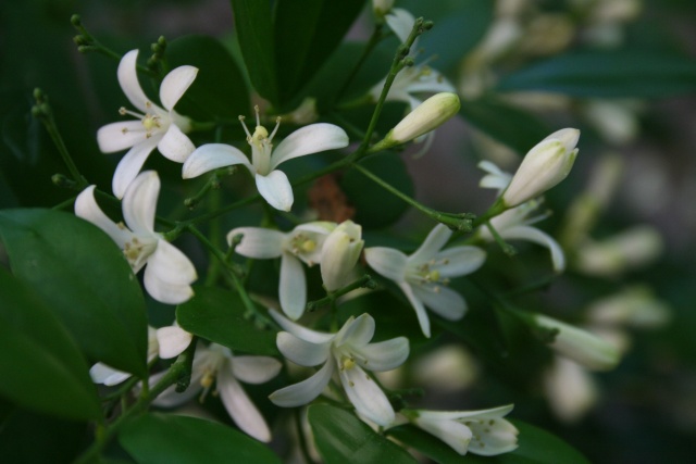 Murraya paniculata Murray11