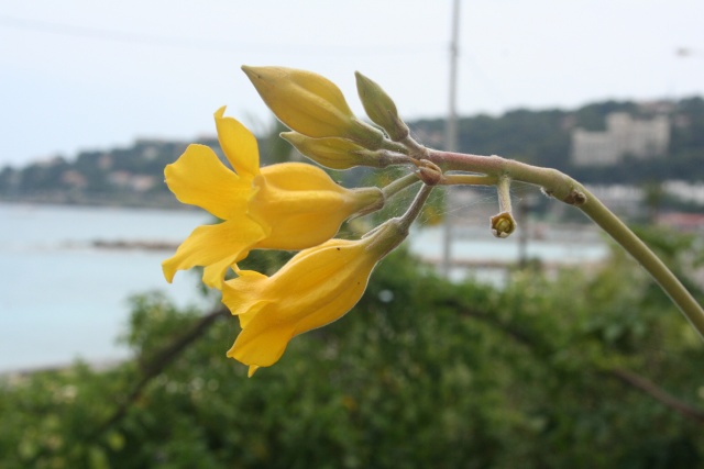 Pachypodium horobense, la floraison la plus élégante Pachyp13