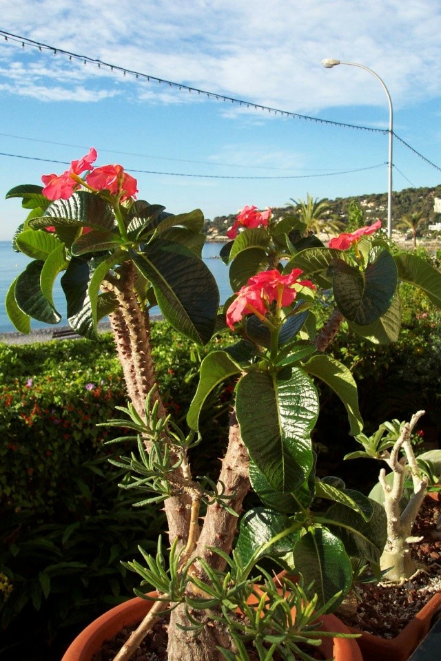 Pachypodium horobense, la floraison la plus élégante Pachyp18