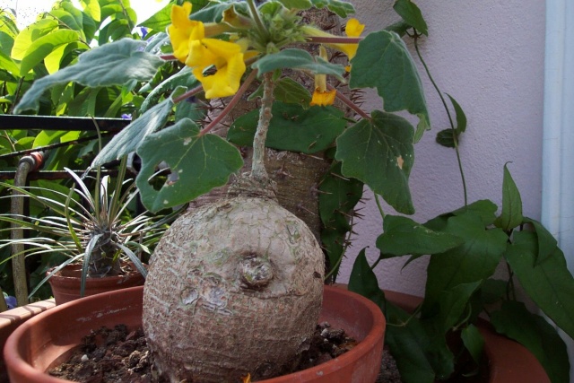 Uncarina roeoesliana, semis de 3 ans Pedali11