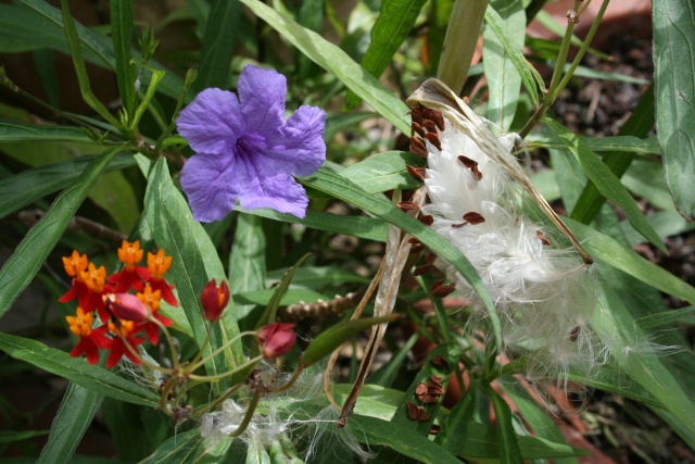 Asclepias curassavica, superbe, mais capricieuse Ruelli10