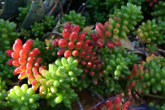 IDENTIFICATION [Sedum rubrotinctum ' Aurora '] Sedum_10