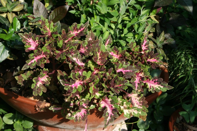 Petites fleurs d'aujourd'hui sous mes tropiques Soleno10