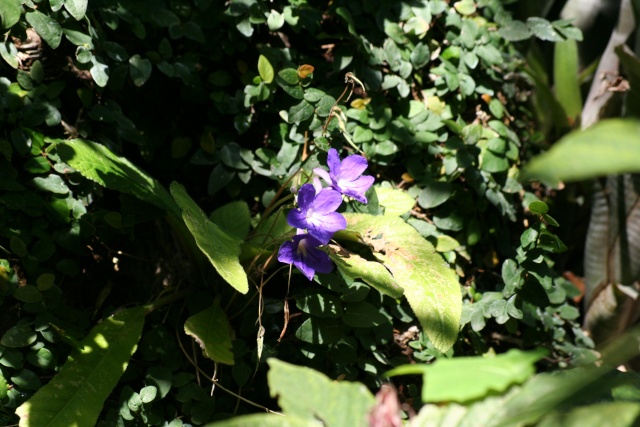 Streptocarpus ' Constant Nymph ' au naturel Strpto10