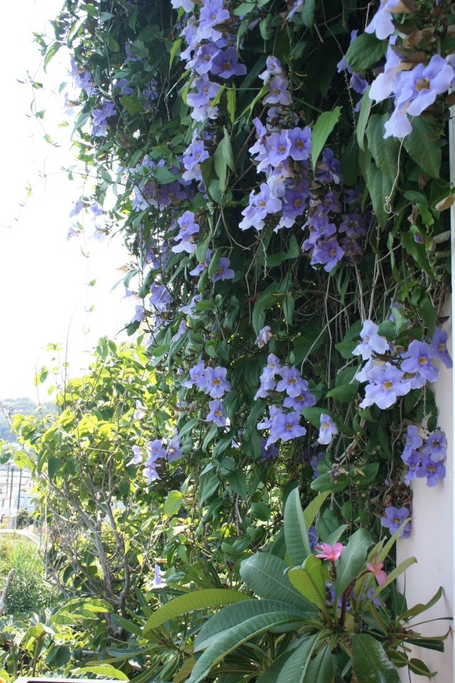 Thunbergia grandiflora, pleine floraison en ce moment Thunbe17