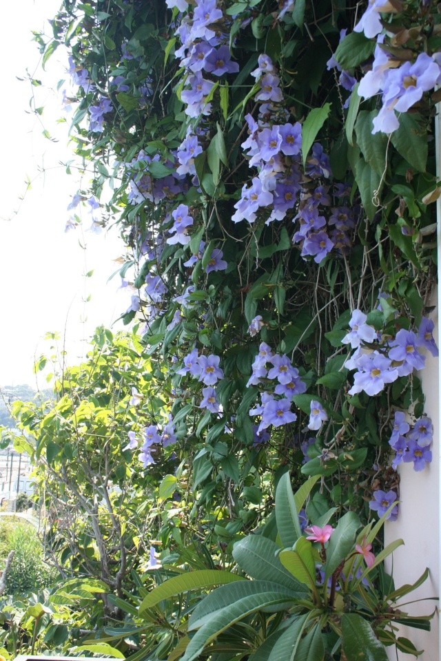 Thunbergia grandiflora en pleine floraison Thunbe17