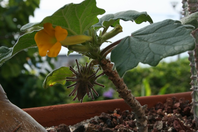 Uncarina roeoesliana, semis de 3 ans Uncari14