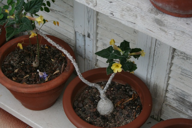 Uncarina roeoesliana, semis de 3 ans Uncari15