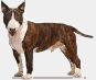 Bullterrier