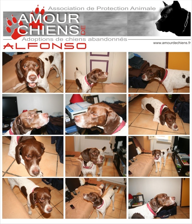 ALFONSO - Braque Francais - 6 ans - EN URGENCE Photos19