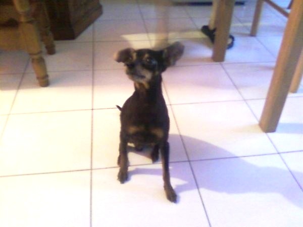 RUSTY - Pinsher nain - Male - 9 ans dpt 13 Adopté Rusty10