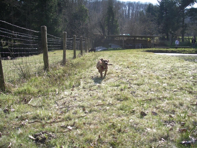 Dynee [American Staffordshire Terrier] - Page 8 Imgp1527
