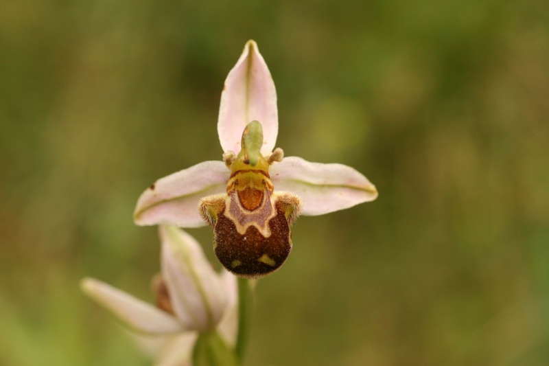 Morphe particulier d'Ophrys Img_4410