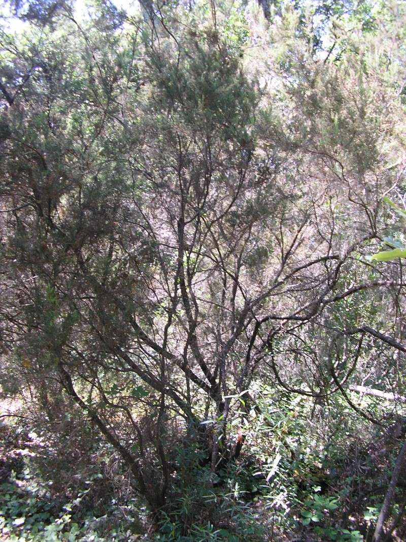 La forêt provençale Rotati11
