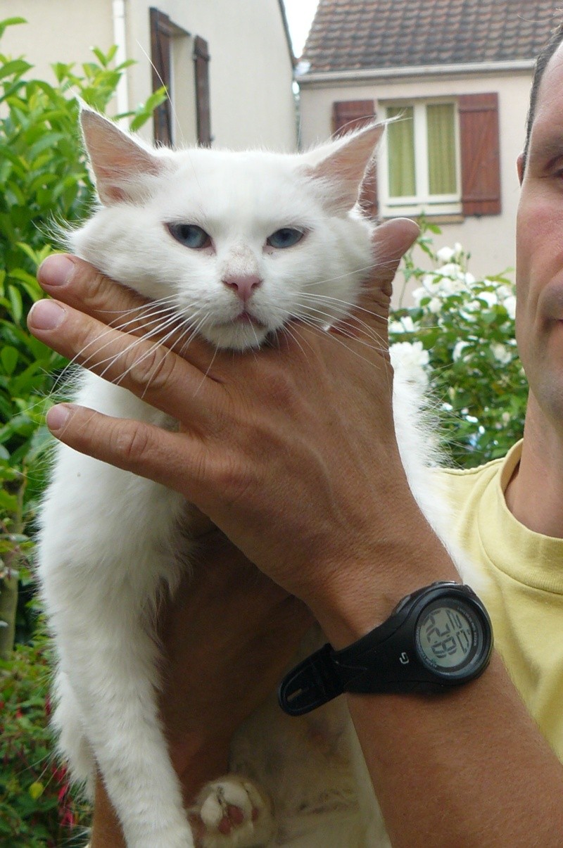 Duchesse abandonnée par ses maitres avant les vacances URGENT 95 Pitoun11