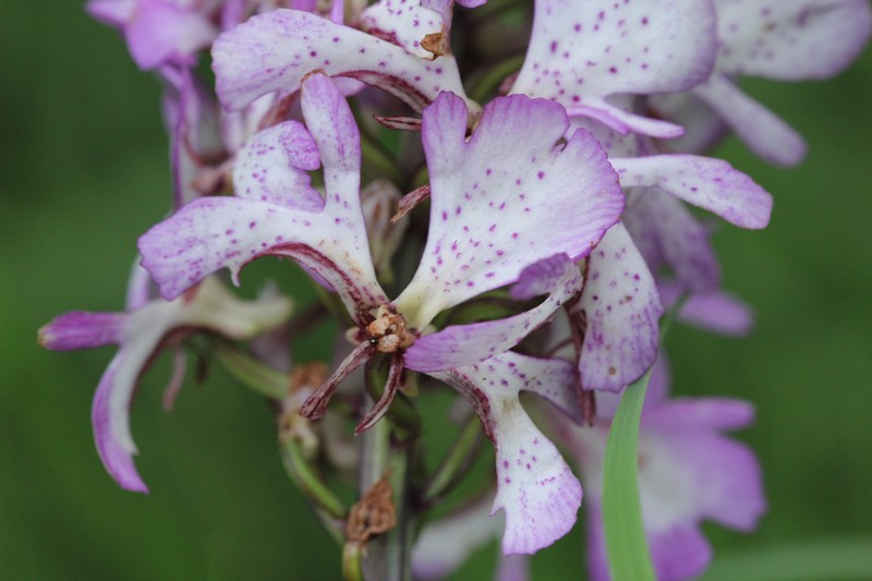 Variations d'Orchis Purpurea Pourpr13