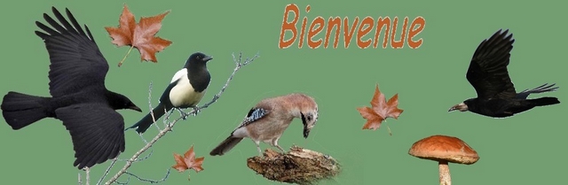 Elever Pie Corneille Choucas Tombes Du Nid Elever Pie Corneille Choucas Tombes Du Nid