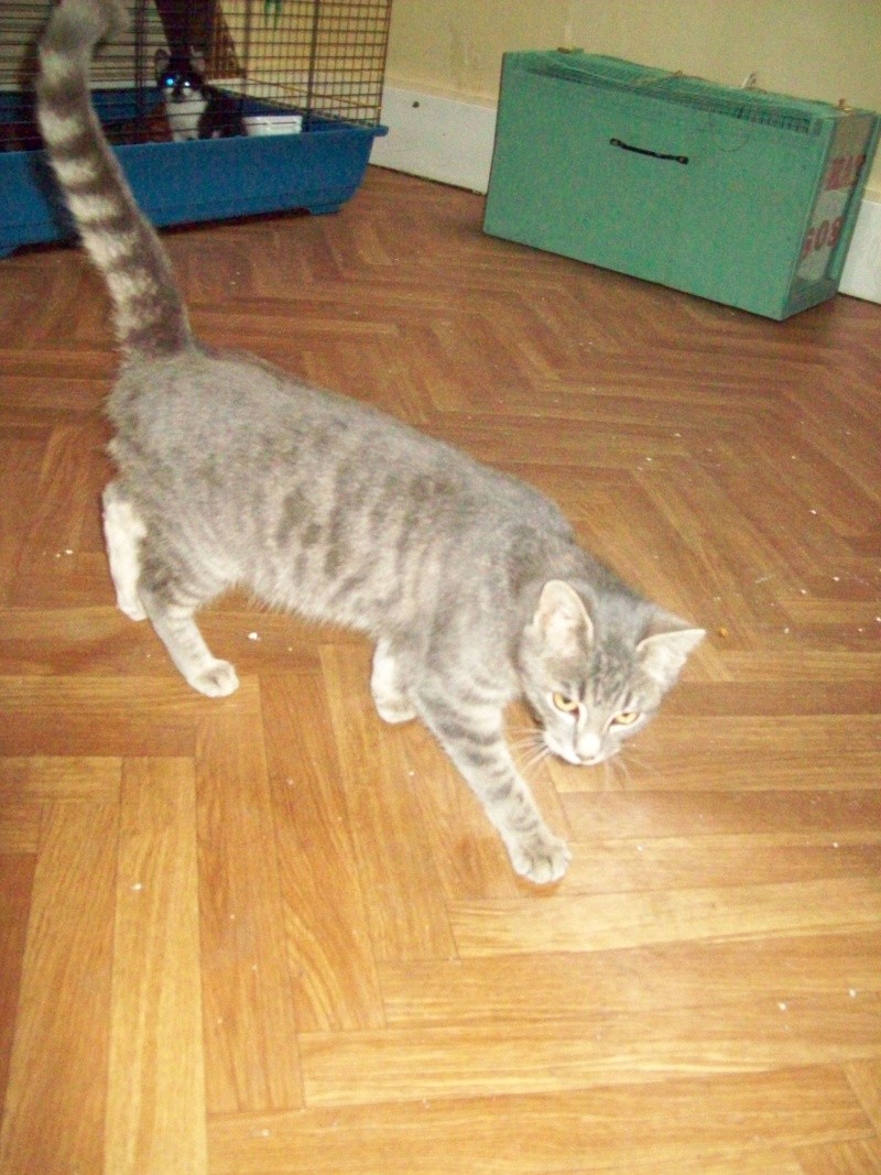 Moogli trés beau chat gris à rassurer! Photo_91