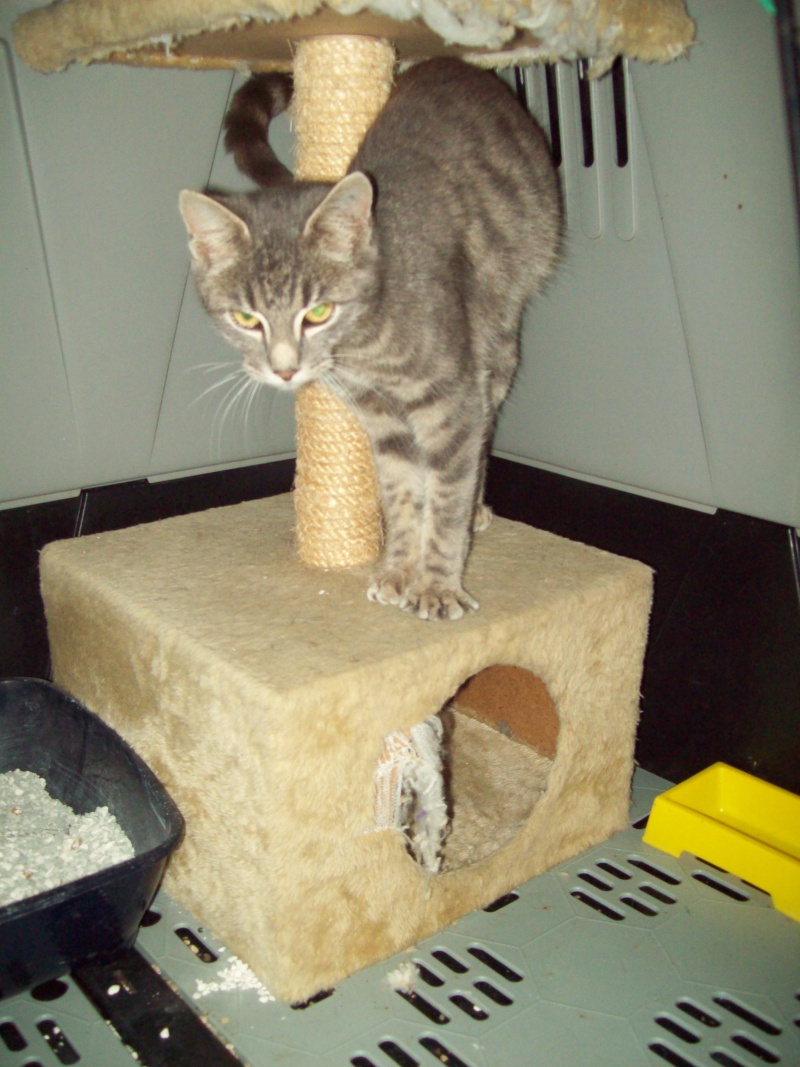 Moogli trés beau chat gris à rassurer! Photo_92
