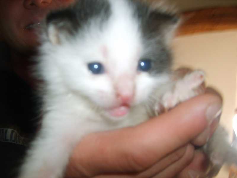 PONGO male Blanc , petit chaton à réserver pour Mi-novembre S5000310