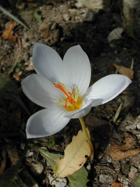 Crocus 2009 Crocus18