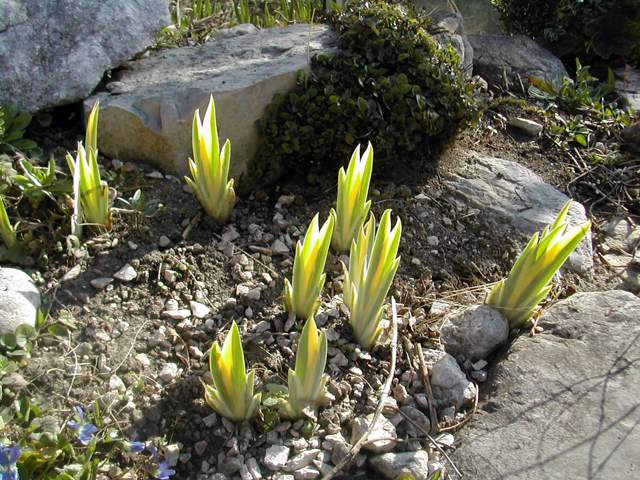 le beau feuillage d'Iris pallida aureovariegata Dscn1311