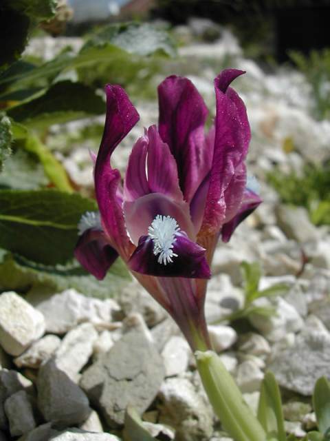 Le 1er iris barbu en fleur Dscn1510