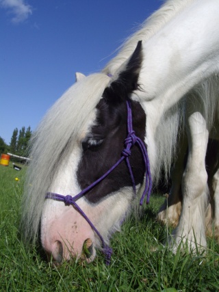 Blue Eyes de Think'here Imgp3010