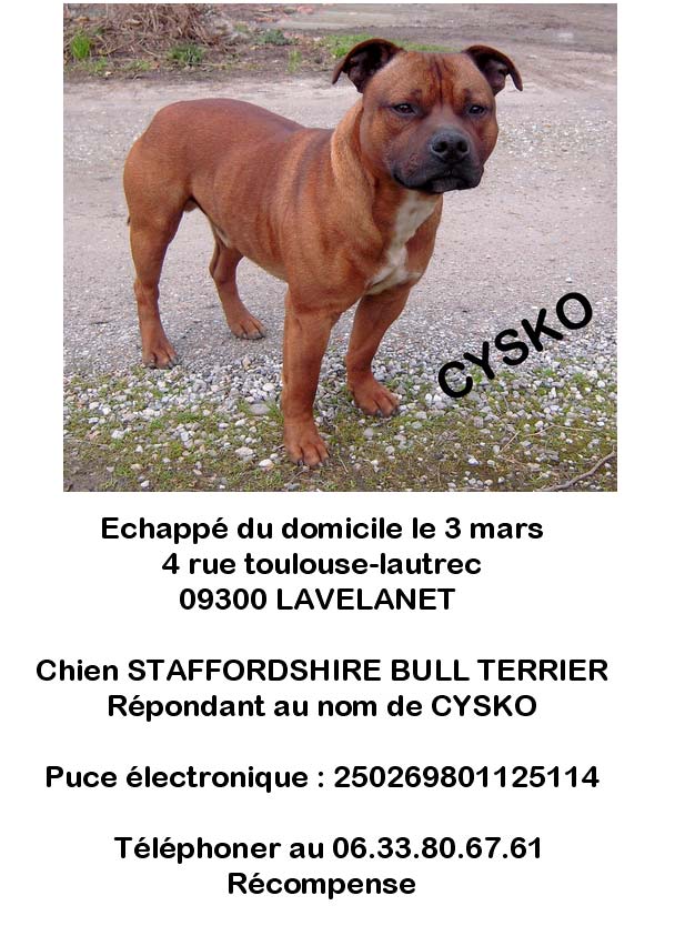 staffie rouge perdu dans le 09 Cysko10