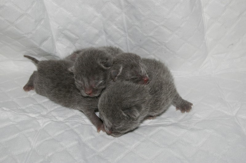 chatons mâles et femelles chartreux en Bourgogne Imgp8312